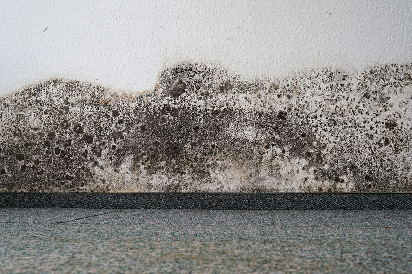 Signs you might have mold in your home - 360 Inspections Kansas City